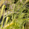 Millium effusum aureum - Abriachan Nurseries, The Garden On Loch Ness